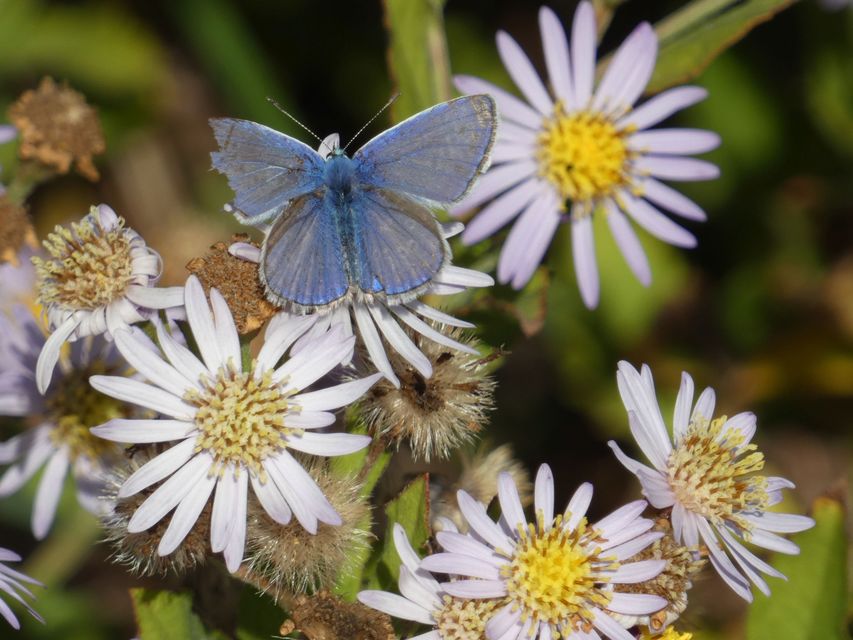 Polyommatus icarus - közönséges boglárka