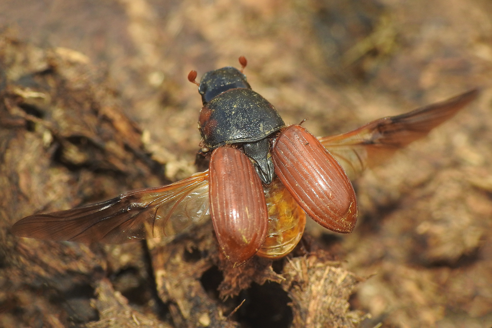 Aphodius scrutator - vörös trágyabogár