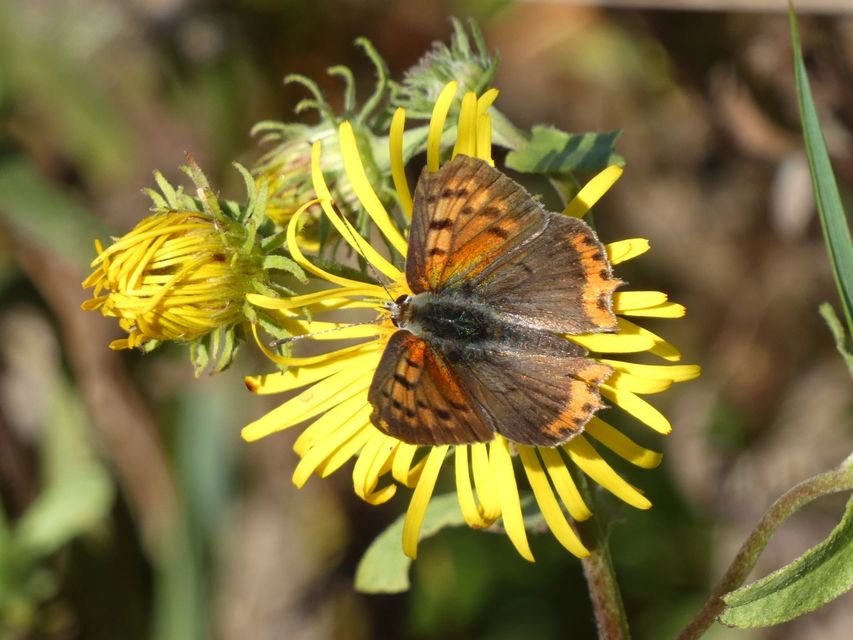 Lycaena phlaeas - közönséges tűzlepke