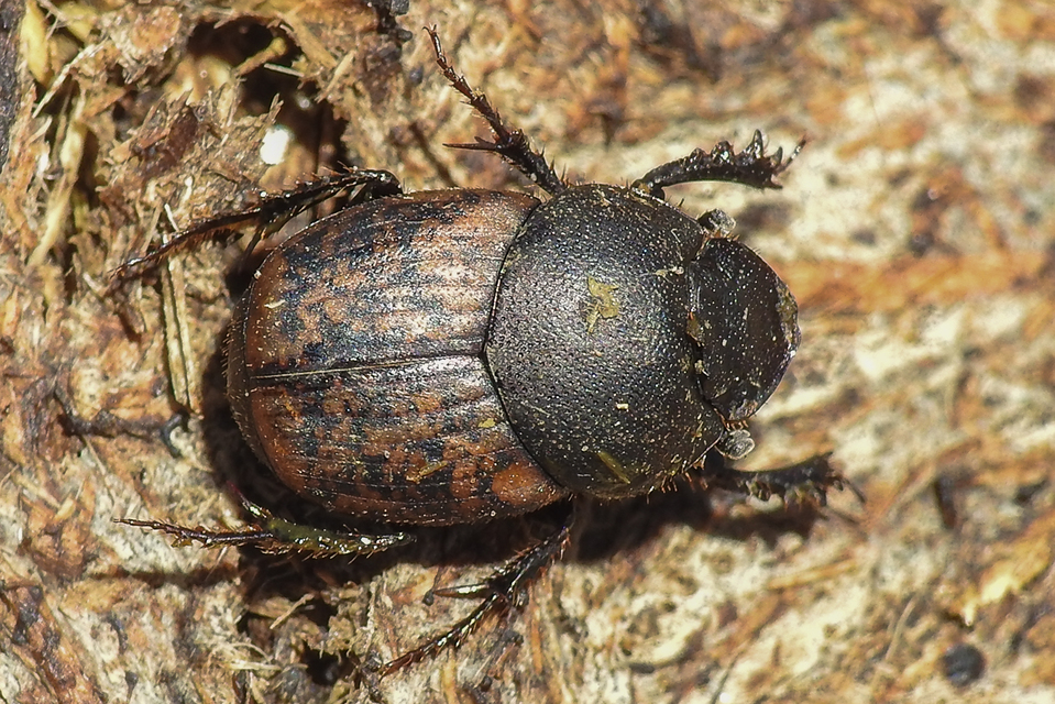 Onthophagus nuchicornis - homoki trágyatúró