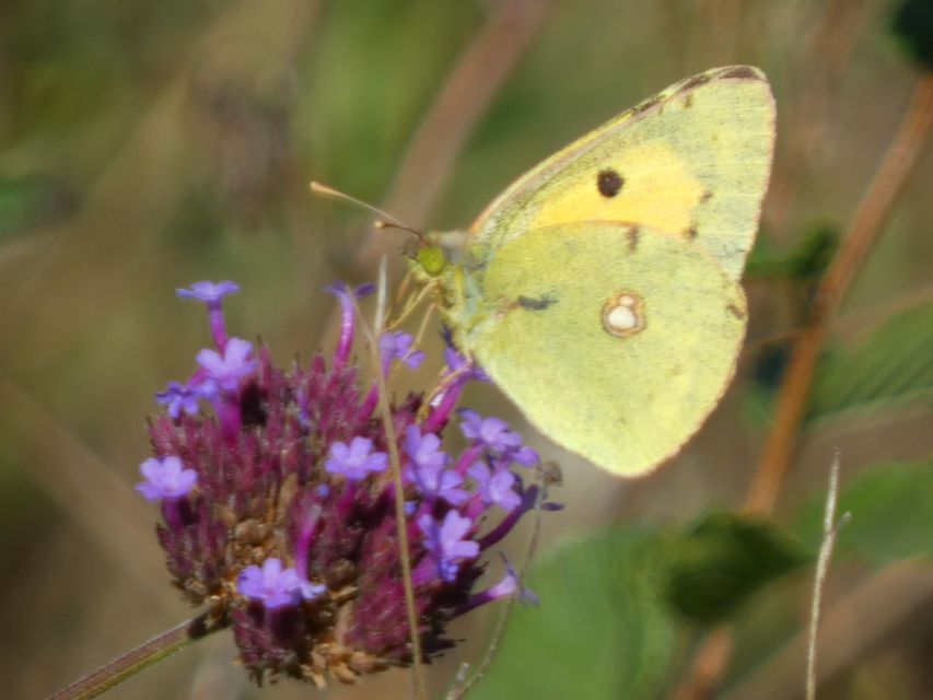 Colias croceus - sáfránylepke