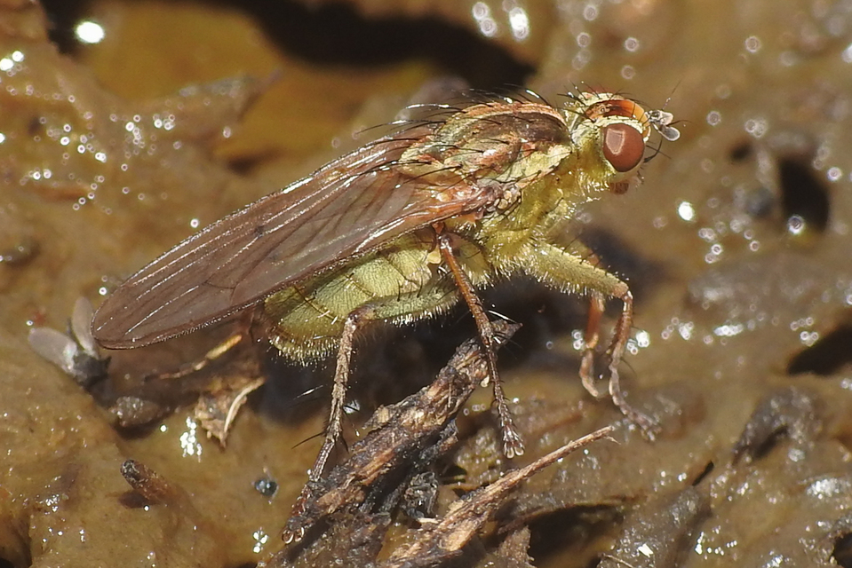 Scathophaga stercoraria - közönséges trágyalégy