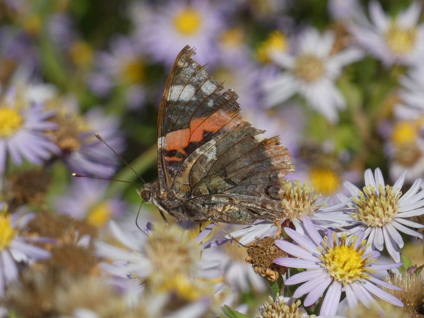 Vanessa atalanta - atalantalepke