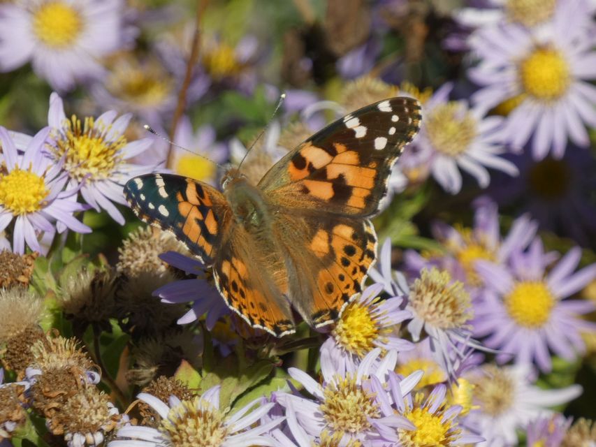 Vanessa cardui - bogáncslepke