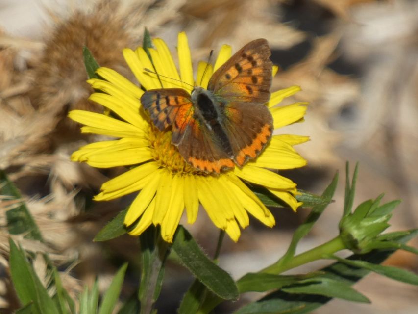 Lycaena phlaeas - közönséges tűzlepke