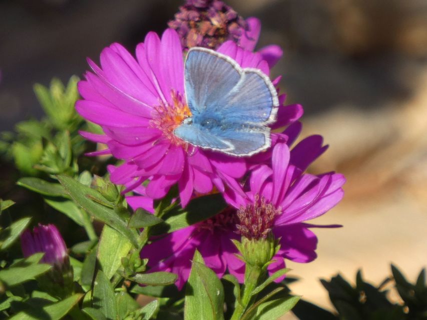Polyommatus icarus - közönséges boglárka