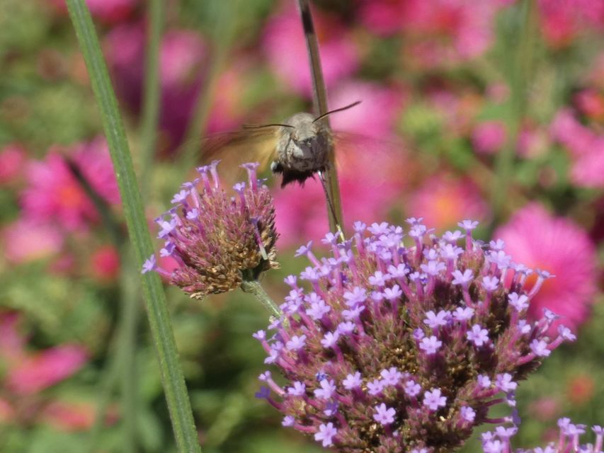 Macroglossum stellatarum - kacsafarkú szender