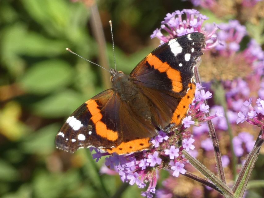 Vanessa atalanta - atalantalepke