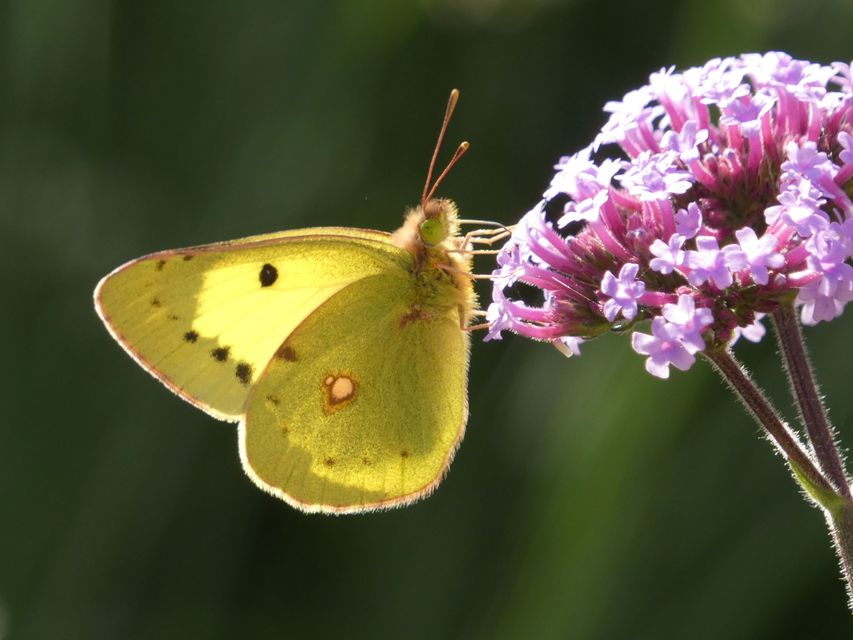 Colias erate - csángó-kéneslepke