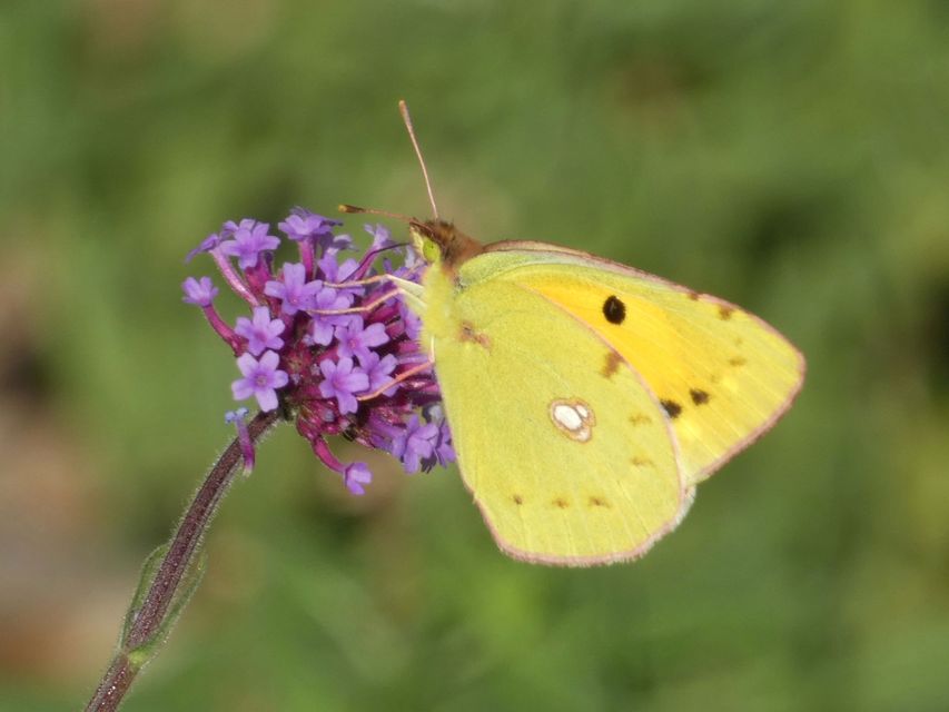 Colias croceus - sáfránylepke