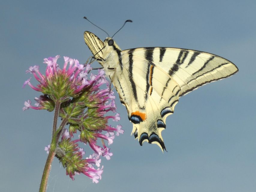 Iphiclides podalirius - kardoslepke
