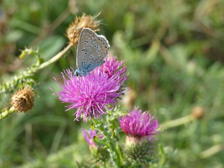 Polyommatus icarus - közönséges boglárka
