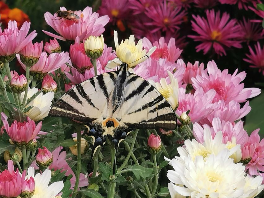 Iphiclides podalirius - kardoslepke