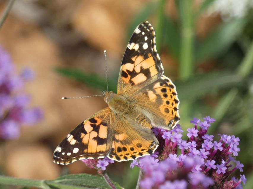Vanessa cardui - bogáncslepke