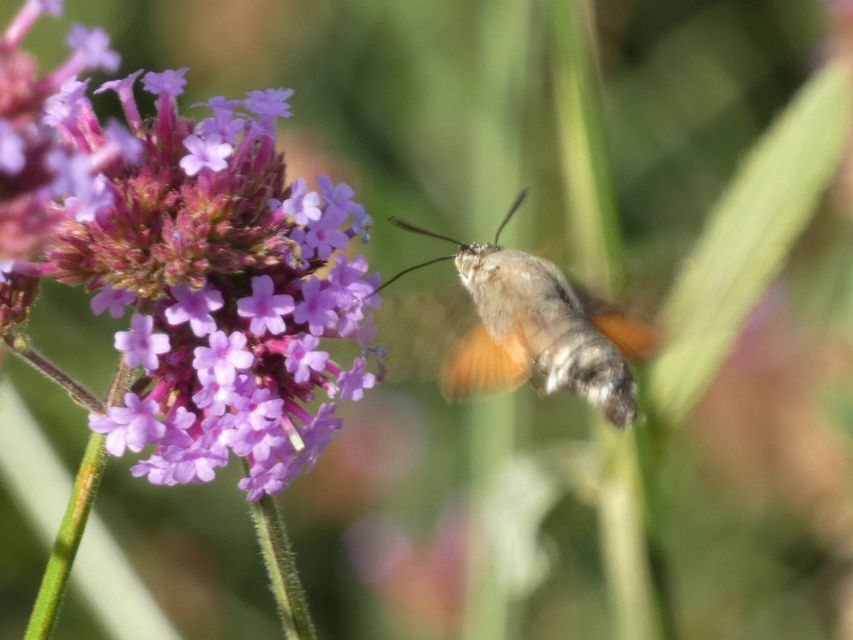 Macroglossum stellatarum - kacsafarkú szender