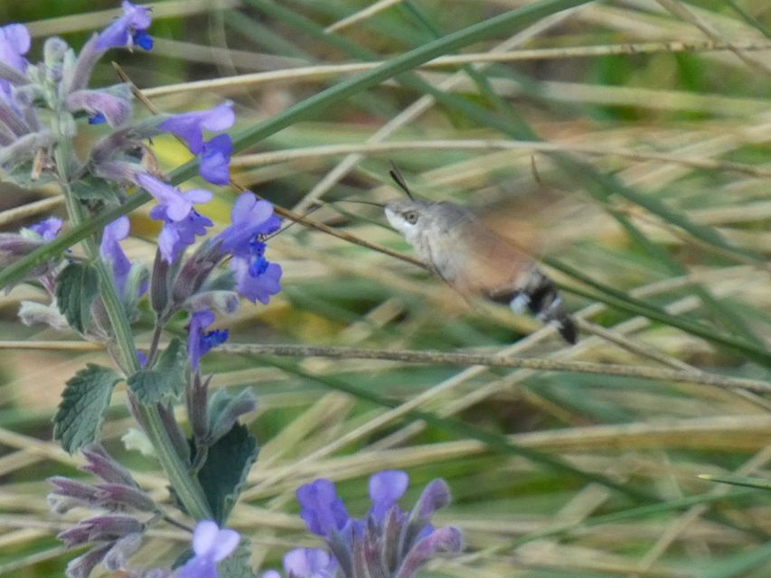 Macroglossum stellatarum - kacsafarkú szender