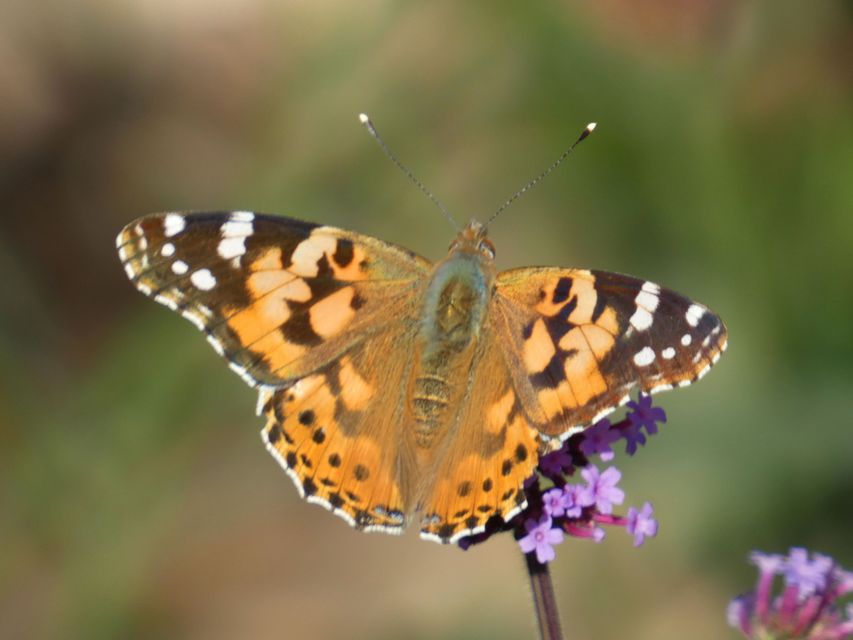 Vanessa cardui - bogáncslepke