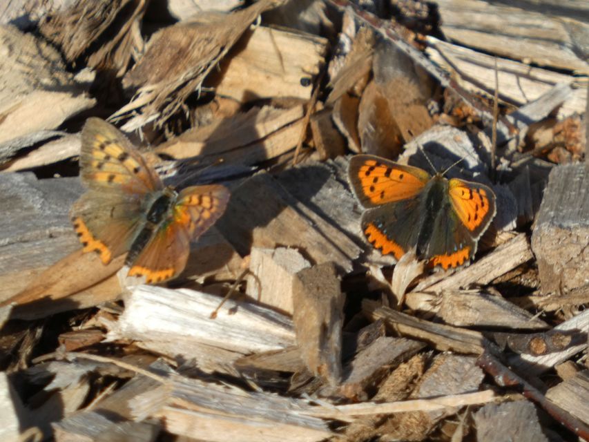 Lycaena phlaeas - közönséges tűzlepke