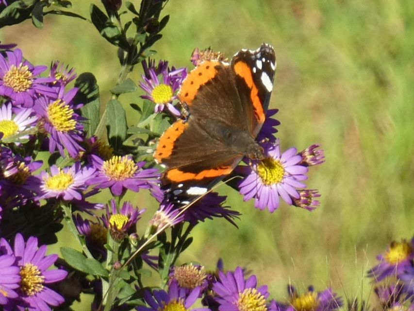 Vanessa atalanta - atalantalepke
