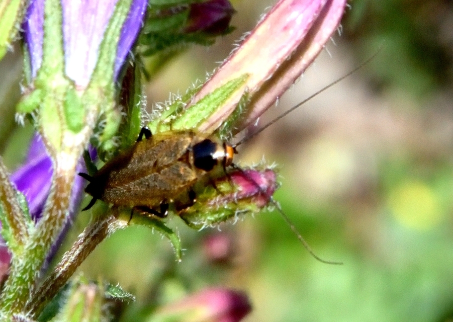 Ectobius erythronotus - sárgatorú erdeicsótány