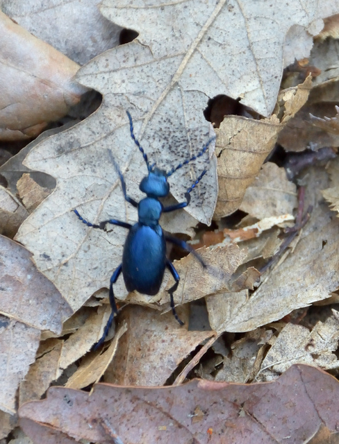 Meloe violaceus - kék nünüke