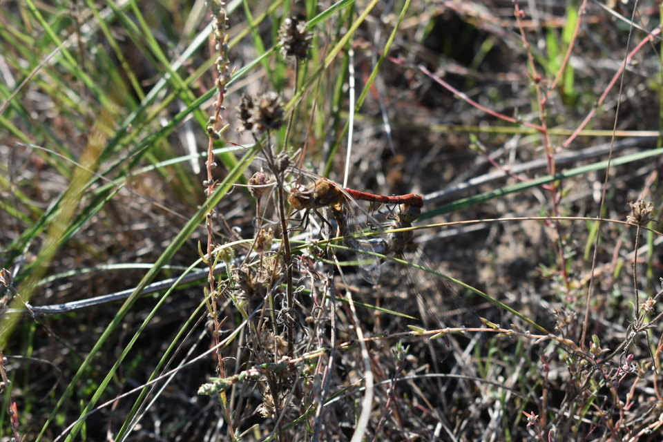 Sympetrum striolatum - harántsávos katona-szitakötő