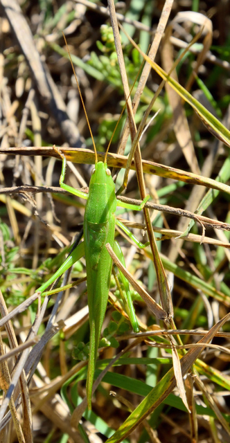 Ruspolia nitidula - nagy kúpfejűszöcske