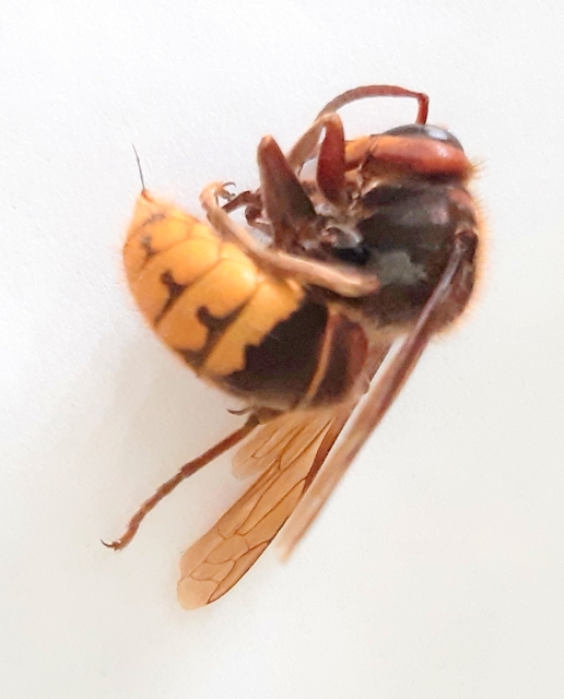 Vespa crabro - lódarázs