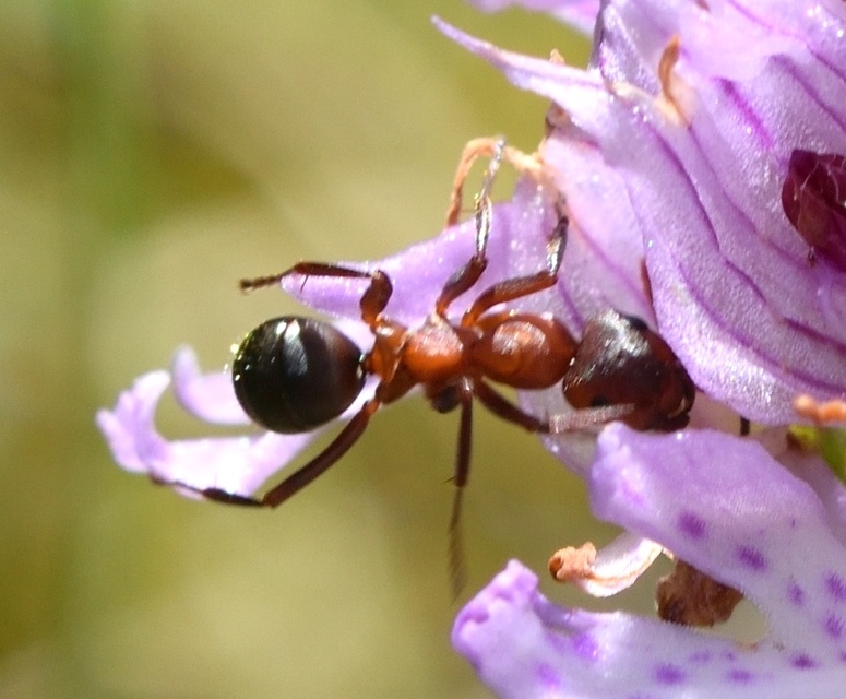 Formica sanguinea - vérvörös rablóhangya