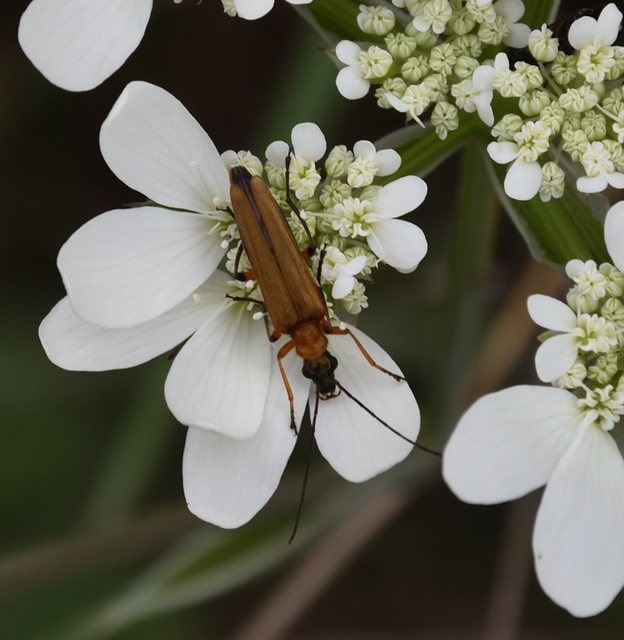 Oedemera podagrariae - székfű-álcincér