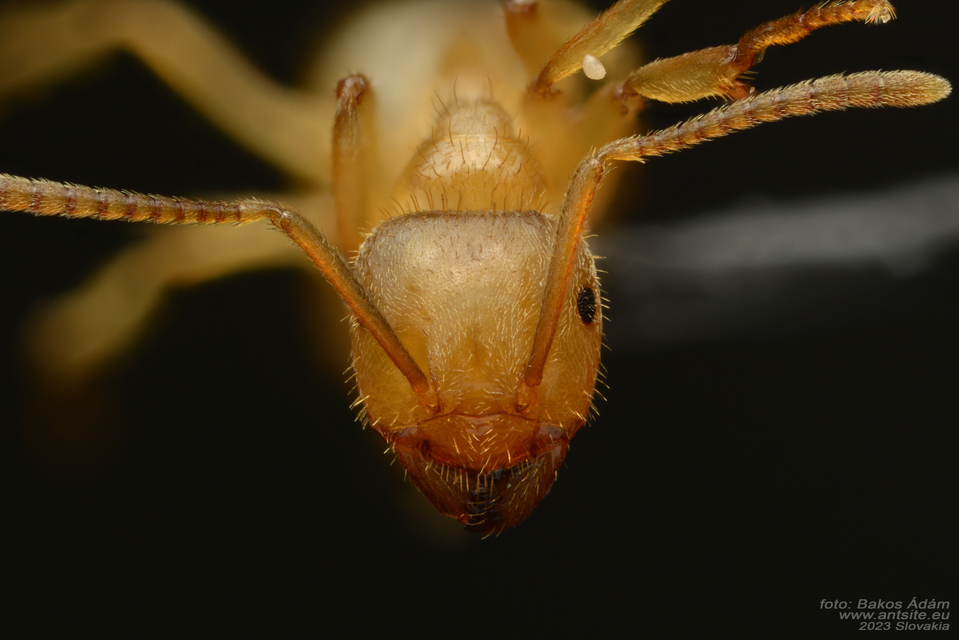 Lasius nitidigaster - bolgár borostyánhangya