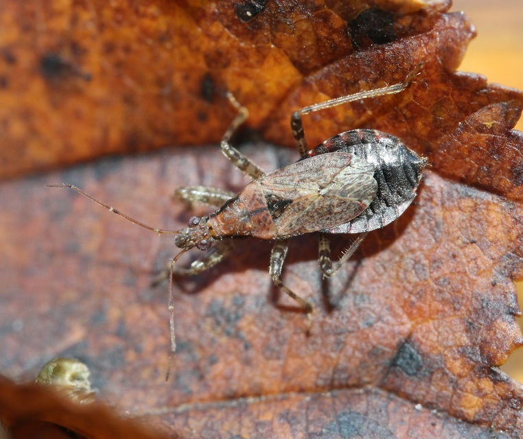 Himacerus mirmicoides - csalán-tolvajpoloska