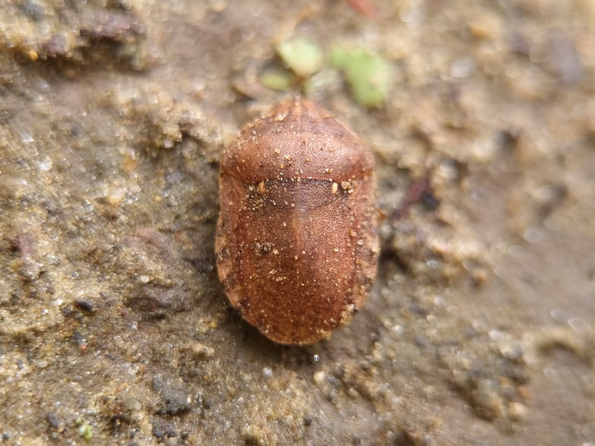 Eurygaster Eurygaster