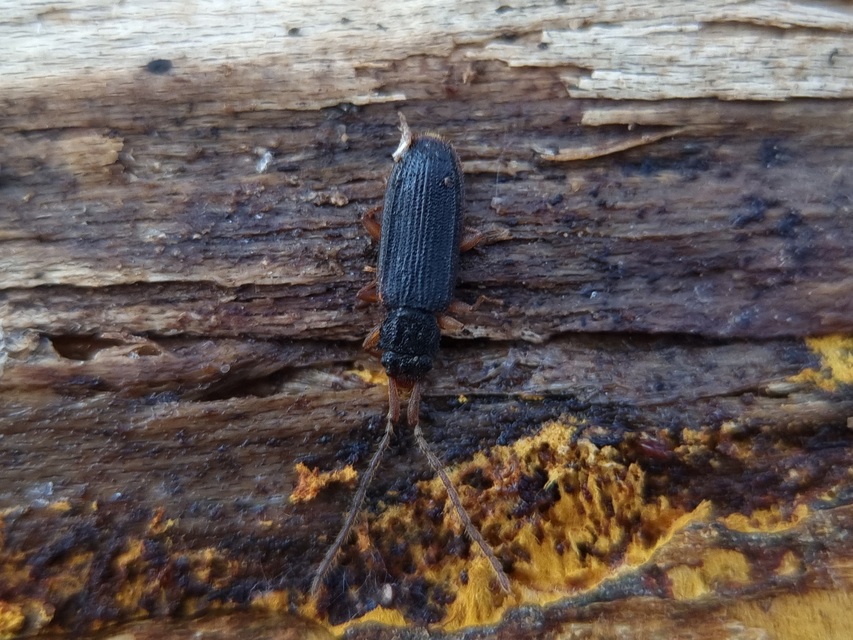 Uleiota planatus - hosszúcsápú fogasnyakú-lapbogár