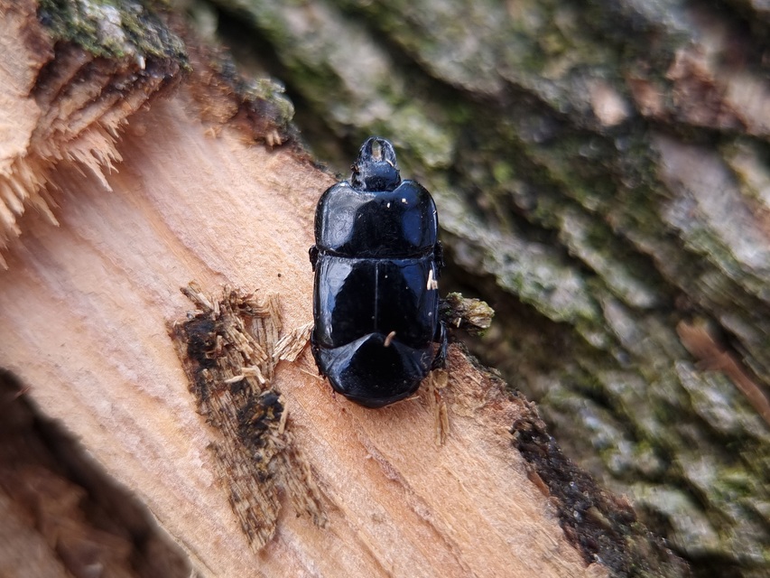 Hololepta plana - lemez-sutabogár