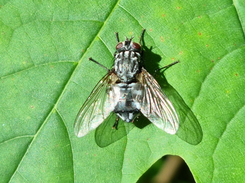 Polietes