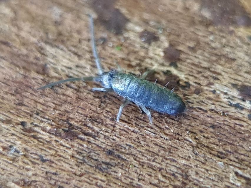 Collembola - Ugróvillások