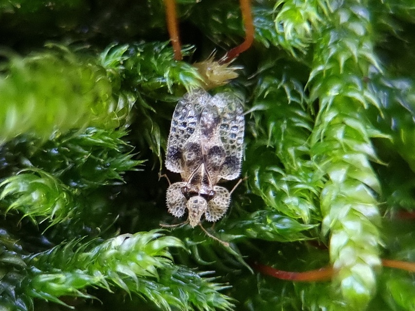 Corythucha arcuata - tölgy-csipkéspoloska