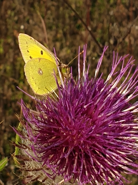 Colias erate - csángó-kéneslepke