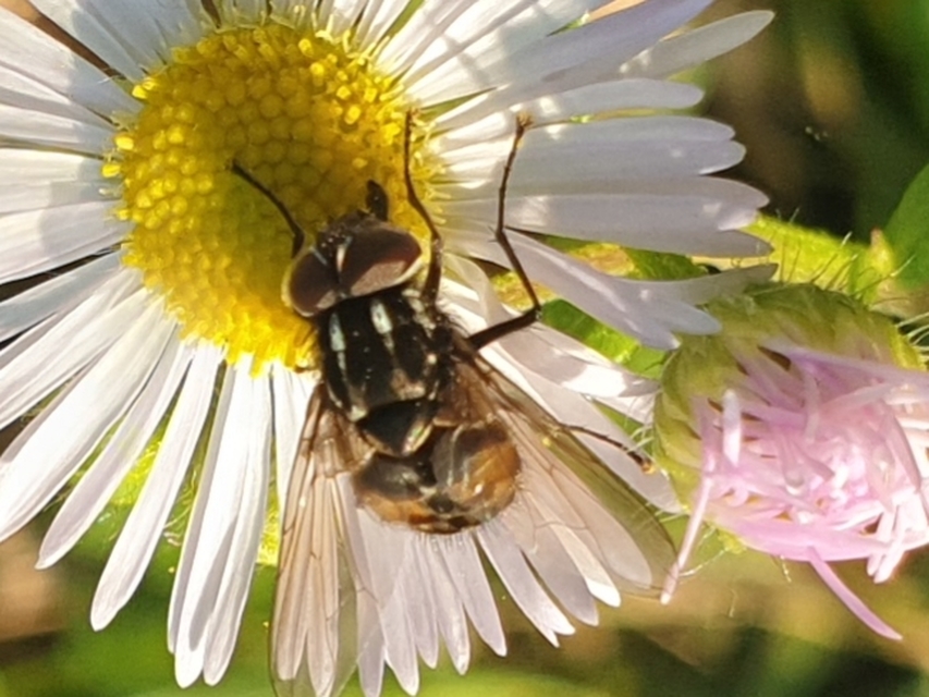 Graphomya