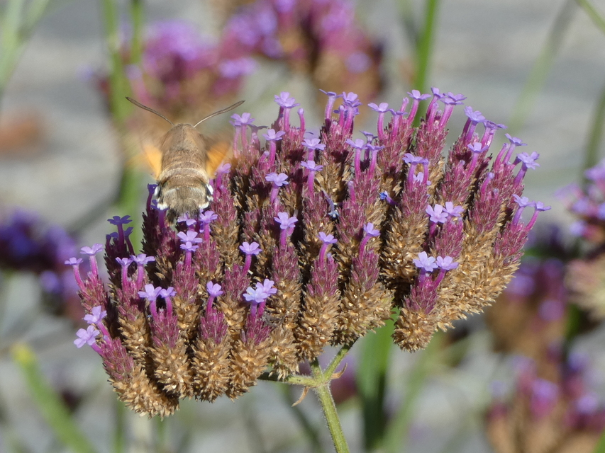 Macroglossum stellatarum - kacsafarkú szender