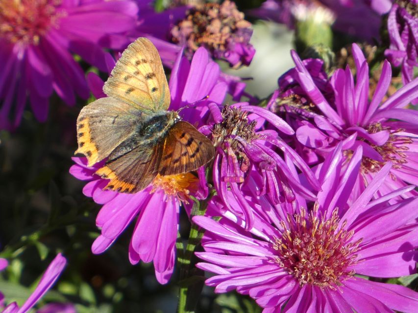 Lycaena phlaeas - közönséges tűzlepke