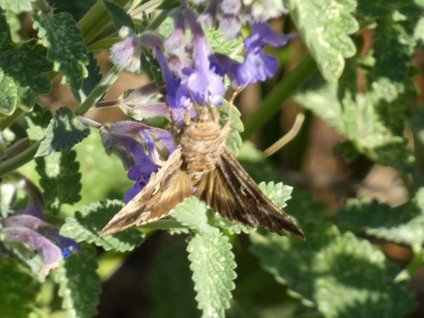 Autographa gamma - gammalepke