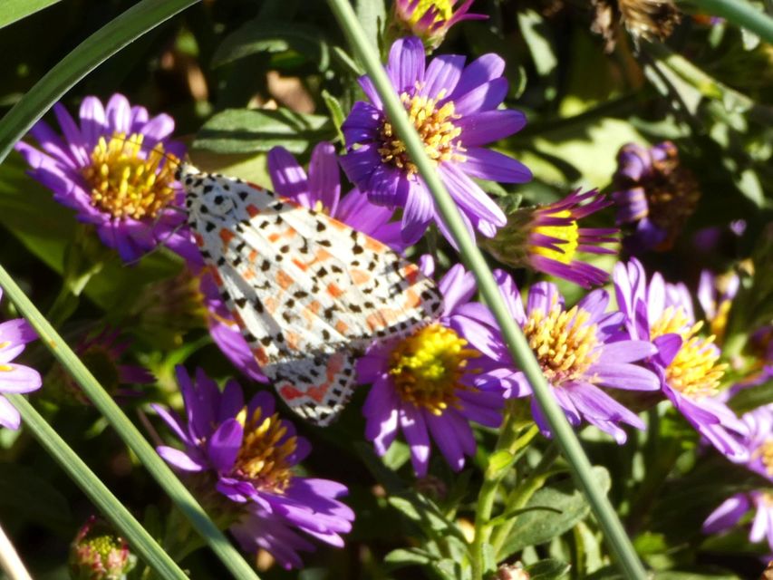 Utetheisa pulchella - vérpettyes medvelepke