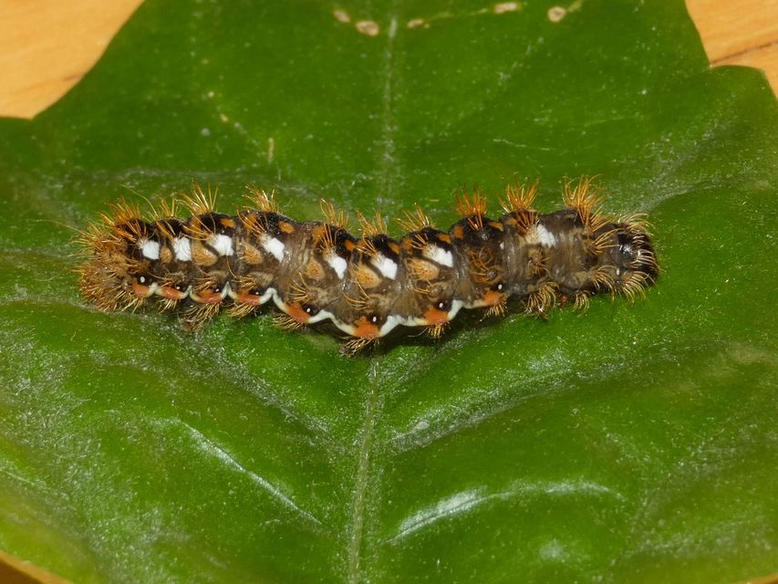 Acronicta rumicis - sóska-szigonyosbagoly