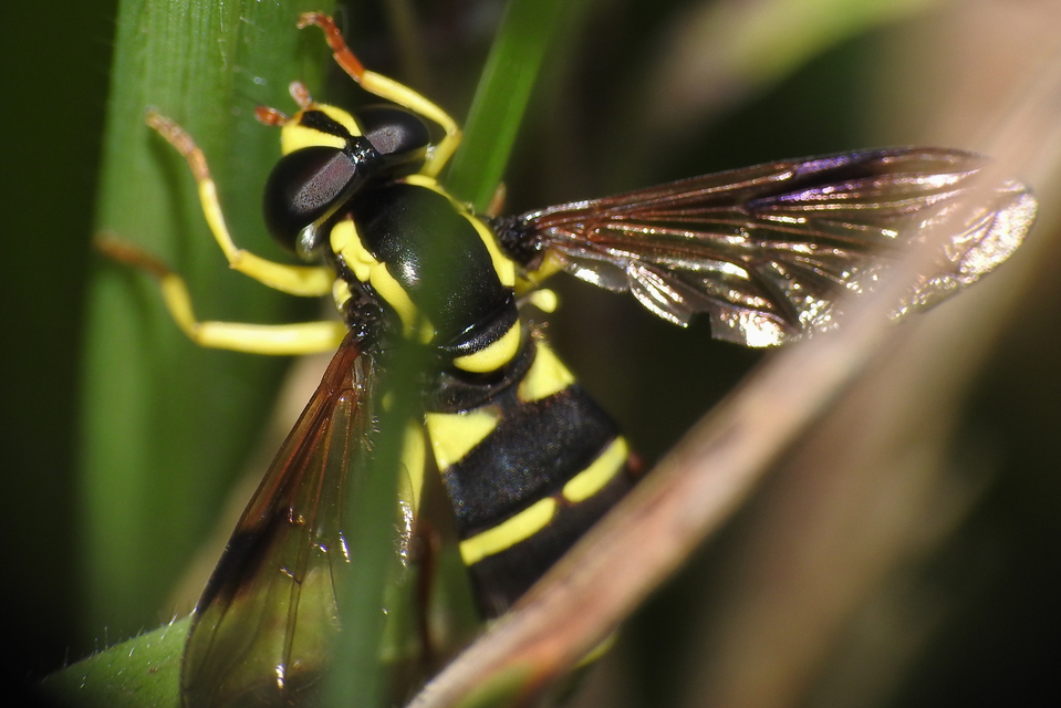 Xanthogramma