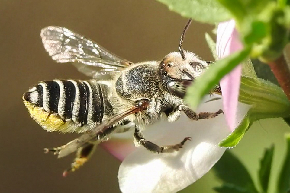 Megachile
