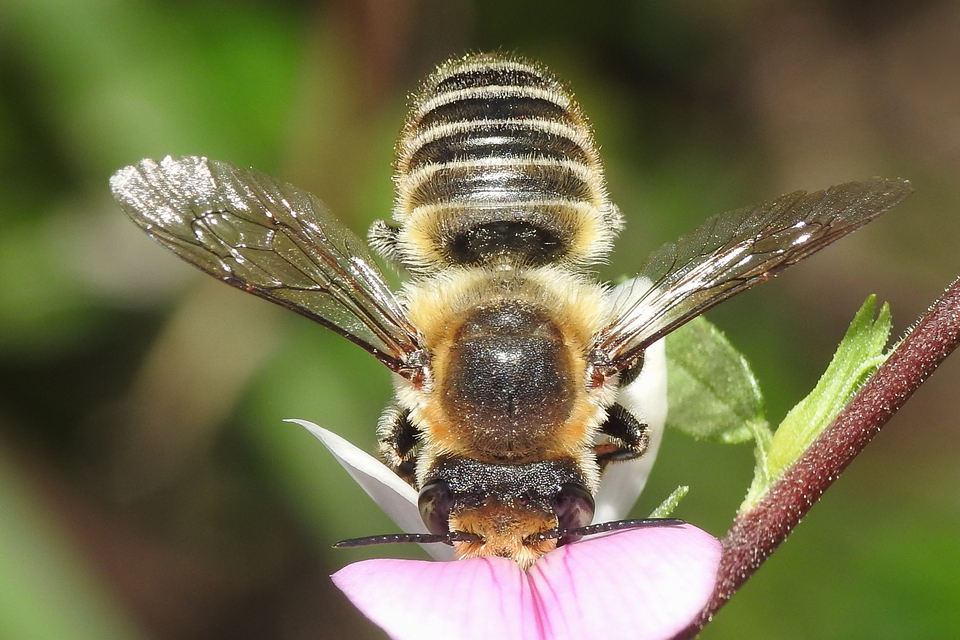 Megachile