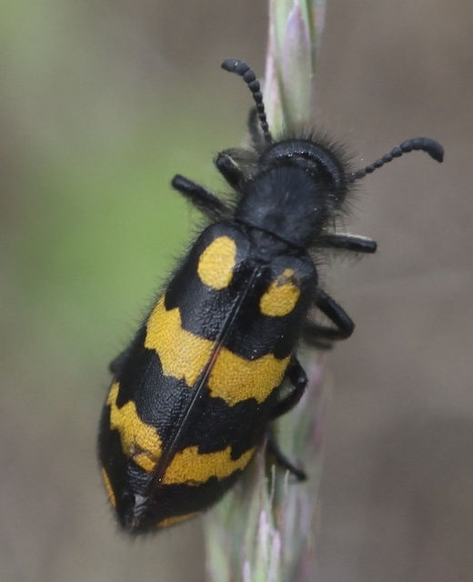 Hycleus polymorphus - változó hólyaghúzó