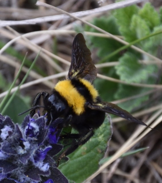 Bombus argillaceus - délvidéki poszméh